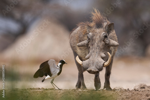 Foto Large male Warthog (Phacochoerus aethiopicus) at a waterhole in Onguma Nature Reserve abutting Etosha National Park in Namibia