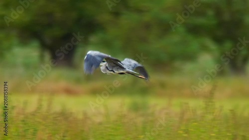Grey Heron Hunting in Agricultural Landscape During Summer Morning | 4K Wildlife