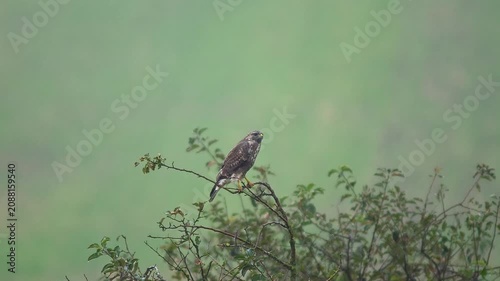 Common Buzzard Hunting Over Agricultural Landscape in Summer Morning | 4K Wildlife