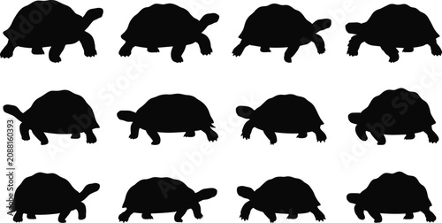 Konstfotografi Tortoise Silhouette Collection Walking Turtle Wildlife Reptile Vector Set Isolat