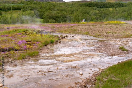 Fotografía Warm mineral water flowing across a geothermal field with blooming wildflowers,