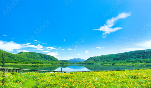 Bild auf Leinwand 福島県耶麻郡北塩原村　雄国沼湿原に群生するニッコウキスゲと雄国沼