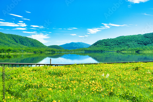 Tableau sur toile 福島県耶麻郡北塩原村　雄国沼湿原に群生するニッコウキスゲと雄国沼