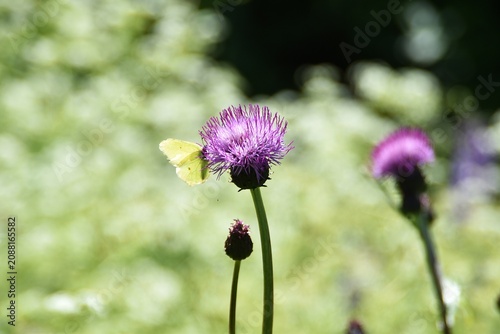 Fotografía A brimstone butterfly on a wildflower.