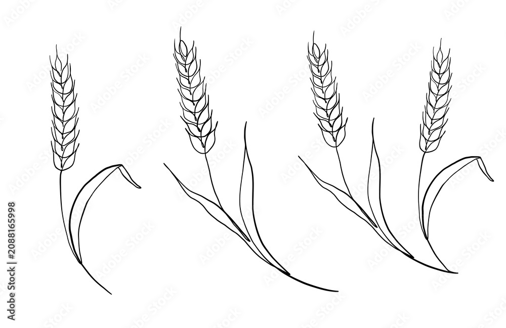 Fototapeta premium Wheat and barley collection with hand drawn grain elements. Isolated one line drawings of oat, rye, and rice ears ideal for agricultural branding and rustic artwork.