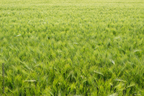 Billede på lærred Lush green barley field with tall grass swaying gently in the wind under a clear