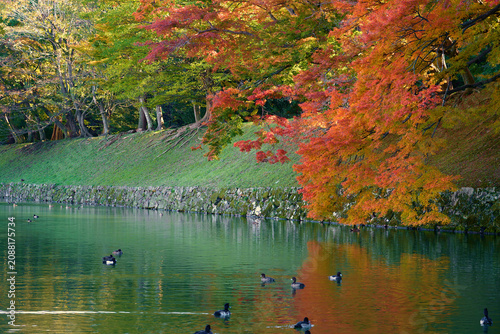 Fotografía Beautiful small Eurasian Teal is swimming in a river amidst the changing autumn foliage