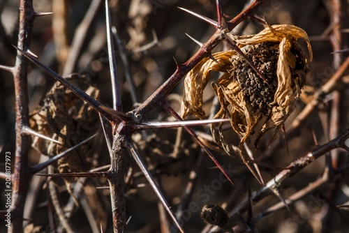 Dense thorny bush with glistening spikes entwining a withered flower, close-up.