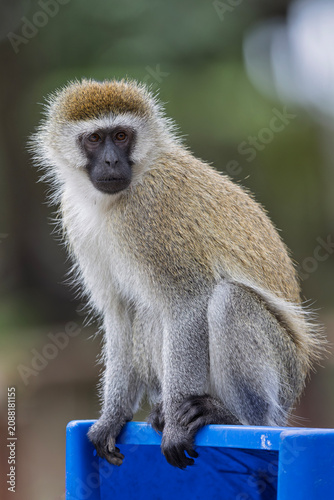 Slika na platnu A vervet monkey (Chlorocebus pygerythrus) eating on a garbage can