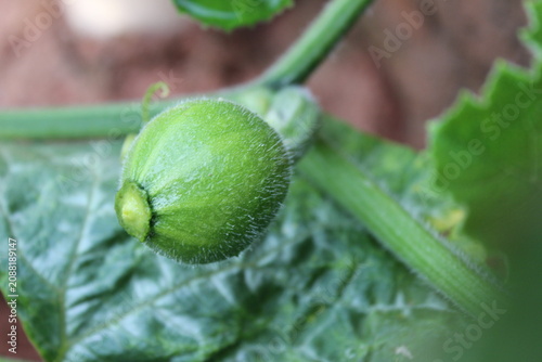 Small green pumpkin growing on the vine