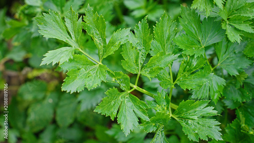 Cuadro en lienzo Fresh green celery leaves in a garden, showcasing vibrant color and healthy texture, ideal for natural food, culinary, or organic lifestyle concepts