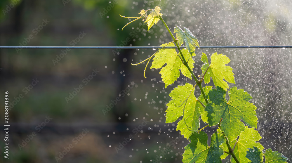Obraz premium Spray water conservation drought vineyard leaf sunlit green plant irrigation mist drop. Lawn garden yard irrigation system. sprinkler dripped, wet grass moisture