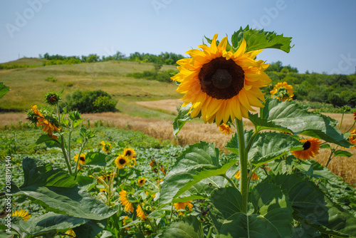 Single Sunflower Blooming Above a Rural Field in a Sunny Summer Countryside