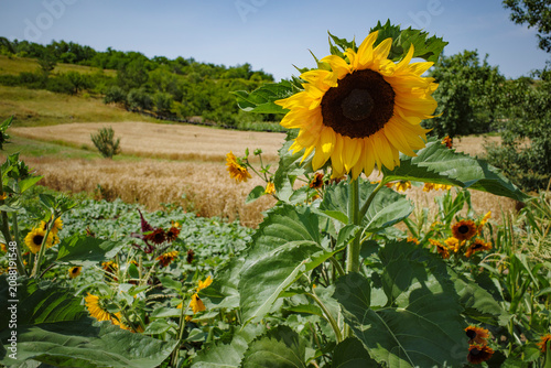 Bright Sunflower Blooming in a Rural Field with Wheat Farmland and Green Countryside