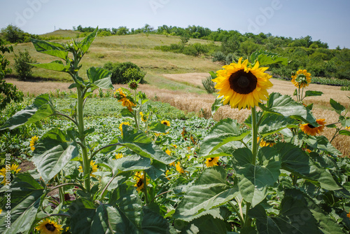  Sunflowers Growing in a Rural Field with Green Farmland and Blue Summer Sky