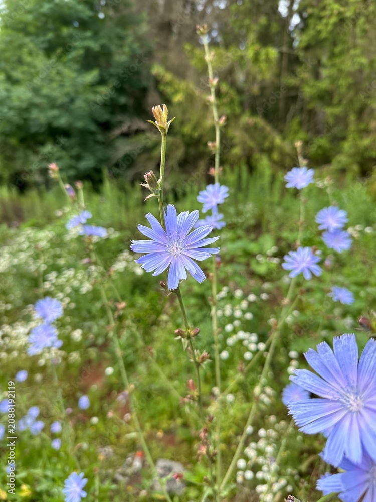 Obraz premium Cichorium intybus. Blue chicory flowers or a roadside cornflower. Vertical