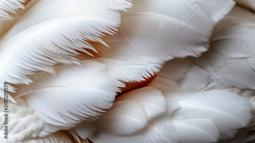 Close up view of swan feathers highlighting their delicate texture and beautiful creamy white shades
