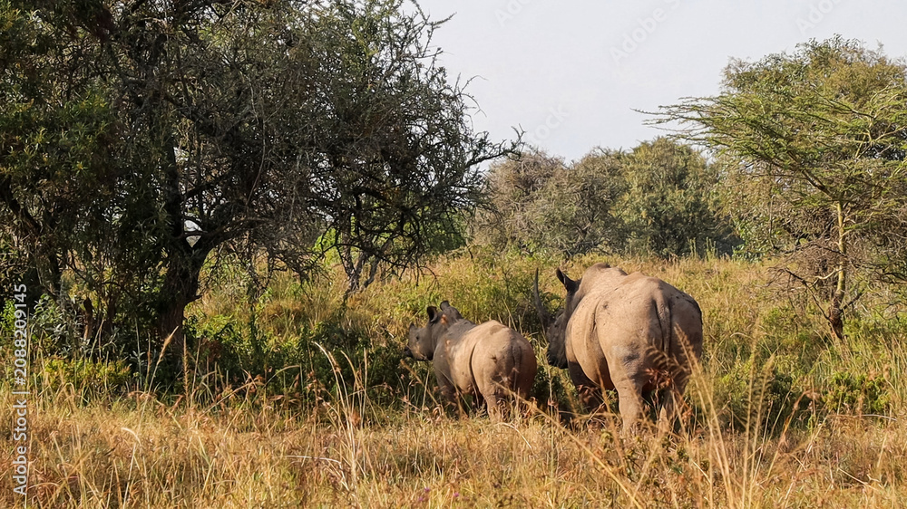 Obraz premium Rhinoceros mother and calf walking through savanna grass