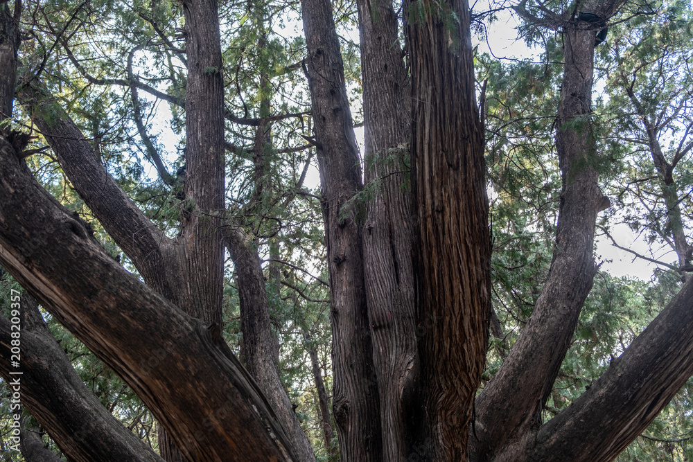 Fototapeta premium Cypress trunks with grooved bark, needles, and blue sky in daytime forest, China