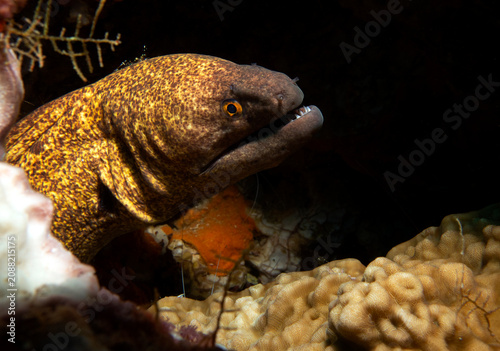 Slika na platnu A Gymnothorax javanicus also known as Giant Moray Boracay Island Philippines