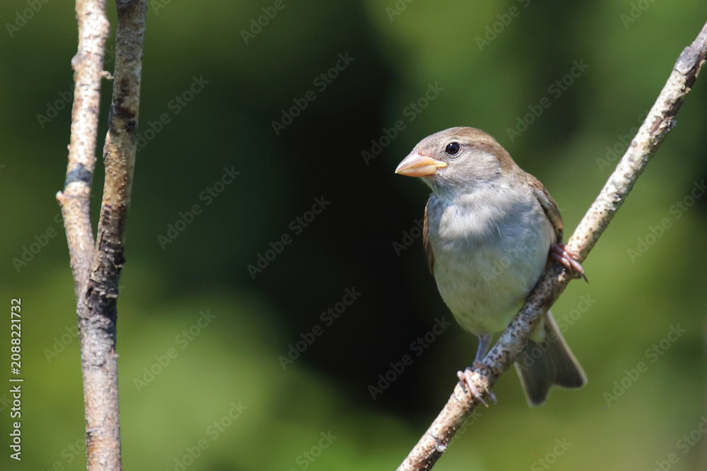 Obraz premium Haussperling / House sparrow / Passer domesticus