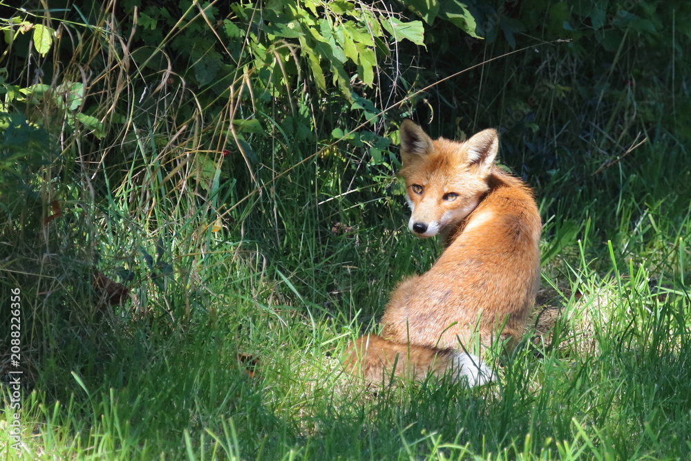 Fototapeta premium Rotfuchs / Red fox / Vulpes vulpes