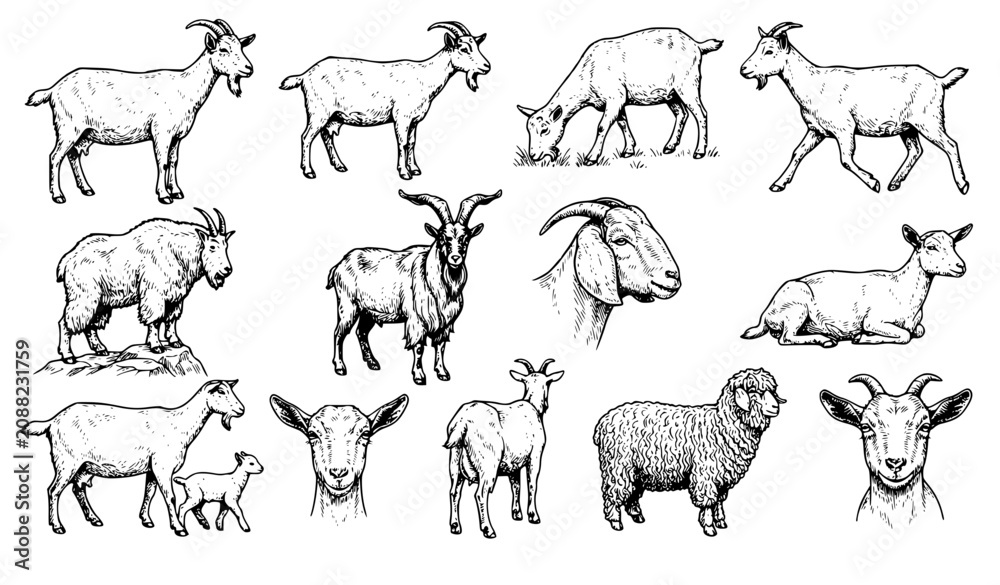 Fototapeta premium Goat Farm Animal Hand Drawn Black and White Vector Illustration