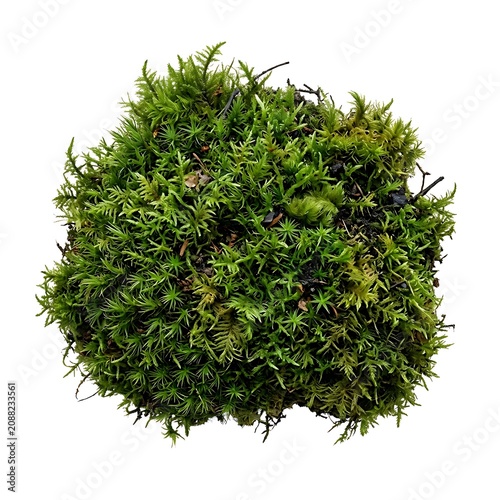 Fresh green moss clump isolated on white background with botanical isolated background landscape