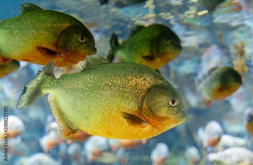 Close-up view of a school of Red Piranha (Pygocentrus nattereri)