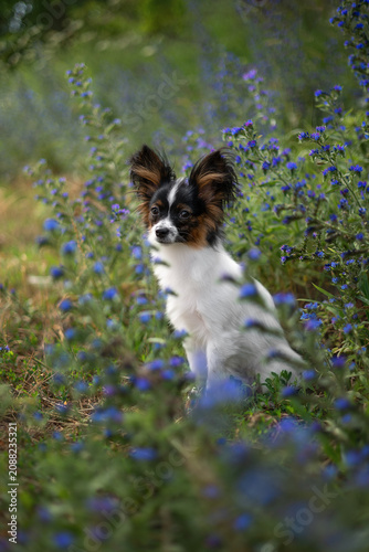 A photograph of a papillon in blue wildflowers.