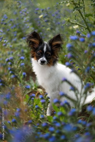 A photograph of a papillon in blue wildflowers.
