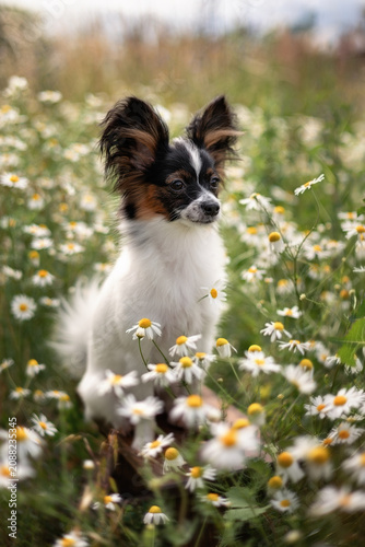 A photograph of a papillon in white daisies.