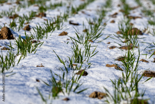 Картината върху платно Grass plants push through snow layers on a field in a rural area during the cold