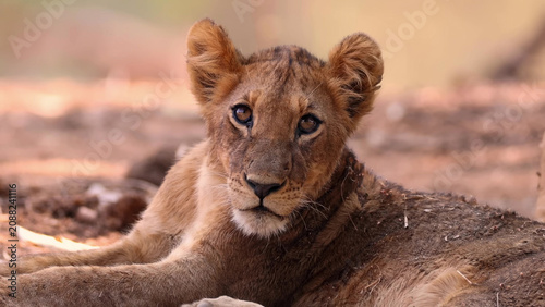 Tableau sur toile African Lion Cub (Panthera leo) resting and gazing directly at camera, Zambia