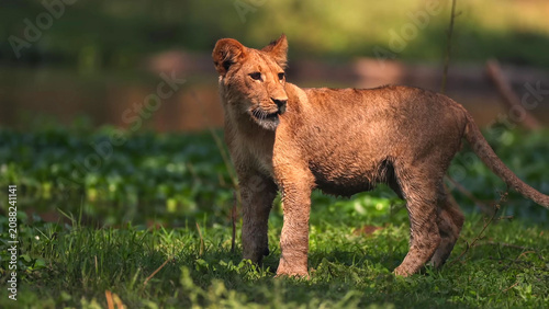 Foto African Lion Cub Standing in Green Vegetation, Zambia - Young Lion (Panthera leo