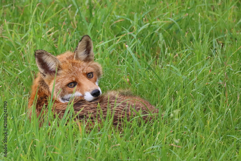 Fototapeta premium Rotfuchs / Red fox / Vulpes vulpes
