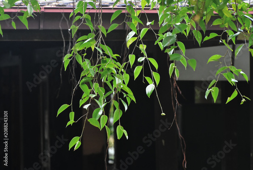 Green leaves with yellow vines hanging down from them.