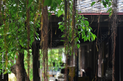 Green leaves with yellow vines hanging down from them.