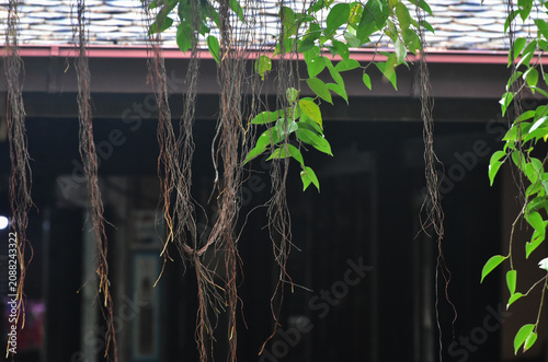 Green leaves with yellow vines hanging down from them.