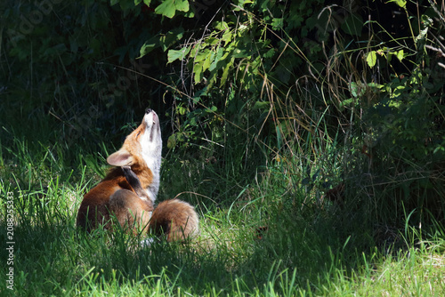 Cuadro en lienzo Rotfuchs / Red fox / Vulpes vulpes