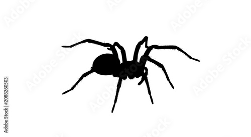 Black Spider Silhouette Isolated on White Background