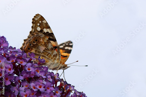 Bild auf Leinwand Distelfalter / Painted lady or Vanessa cardui / Vanessa cardui or Cynthia cardui