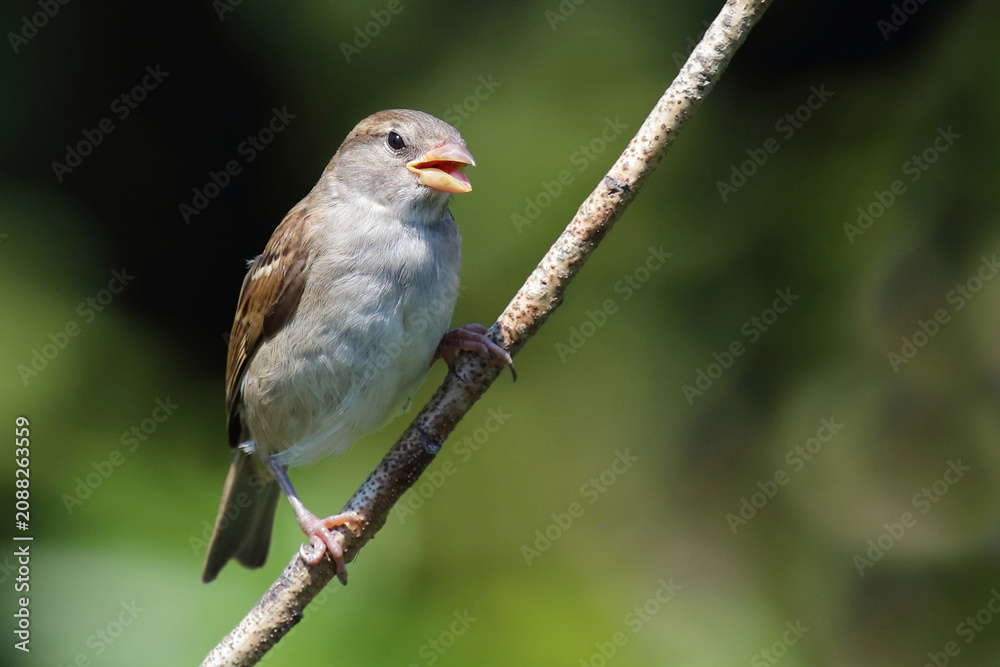 Obraz premium Haussperling / House sparrow / Passer domesticus