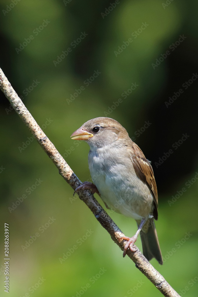 Obraz premium Haussperling / House sparrow / Passer domesticus