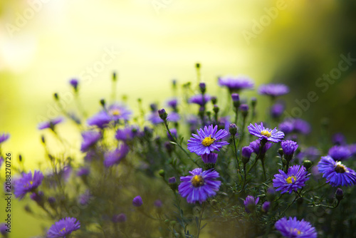 Foto Beautiful nature shot of the blooming autumn aster (Aster dumosus 'Blue Lagoon')