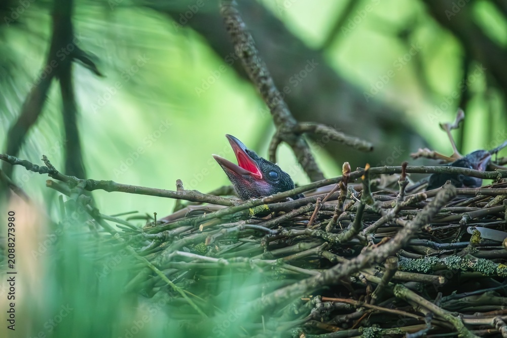 Fototapeta premium Rabenkrähe mit offenem Schnabel im Nest