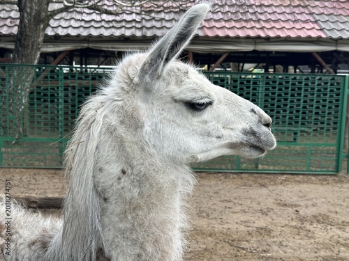 Gray llama with long fur stands in profile against a green fence, with a rustic barn structure and trees visible in the background