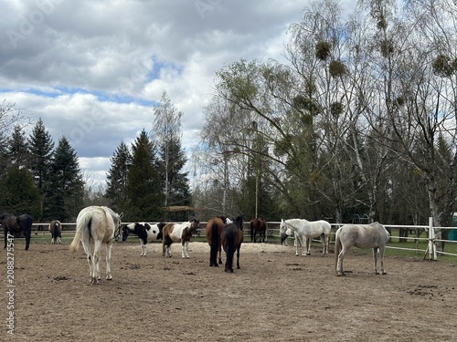 Group of horses including white, brown, and black individuals grazing in a fenced pasture with trees and cloudy sky in the background