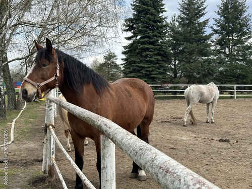 Brown horse with bridle stands near a wooden fence in a horse paddock, with a white horse grazing in the background and trees lining the area