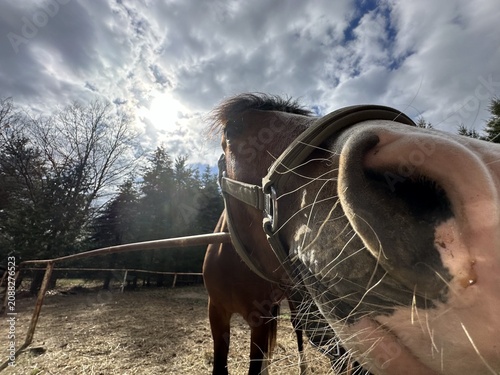Close-up view of a brown horse's nose with a halter, surrounded by trees and a cloudy sky in a rural pasture during daylight hours